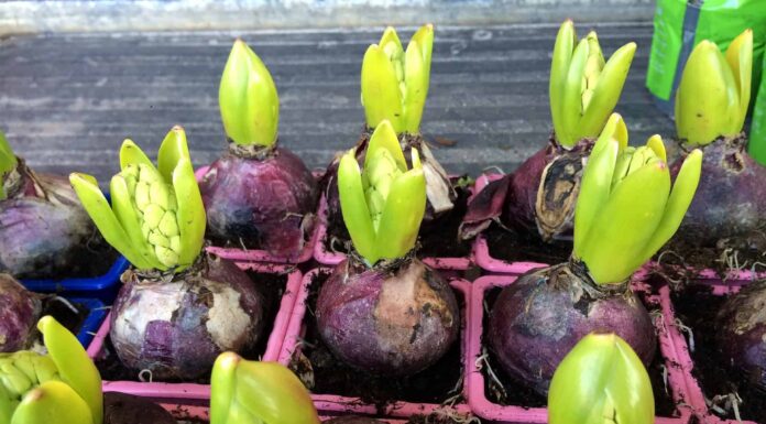 Hyacinth (Hyacinthus orientalis) Blue Star blooms in a garden in April