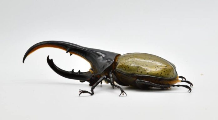 10 coleotteri che strisciano in Georgia
