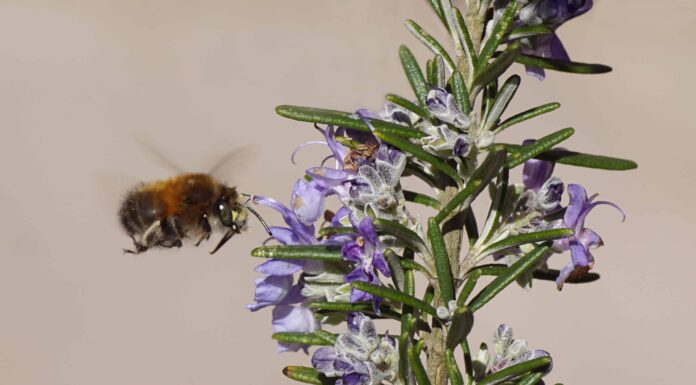 Ape dei fiori dai piedi pelosi
