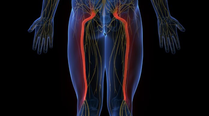 Qual è il nervo più grande del corpo?
