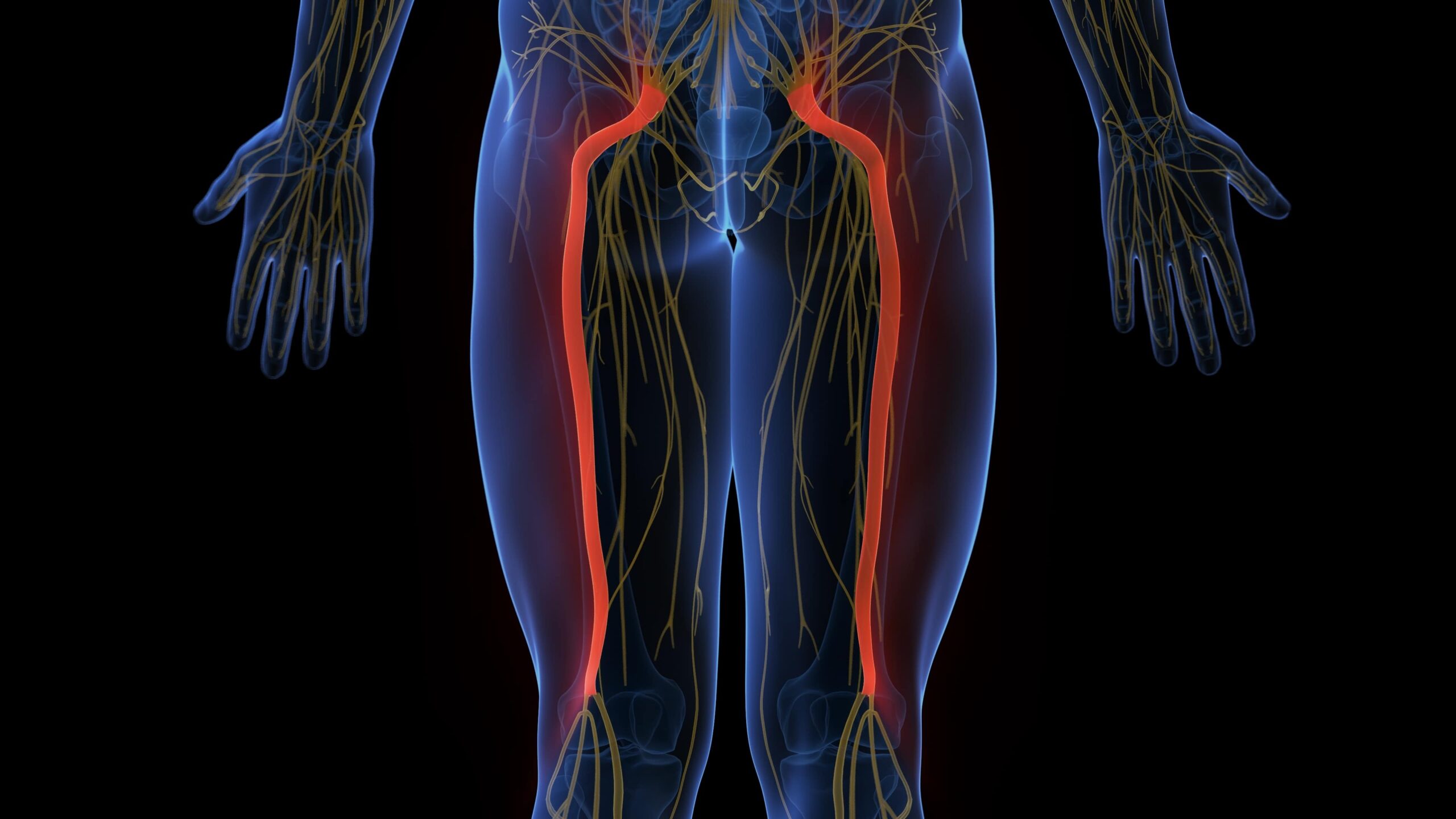 Qual è il nervo più grande del corpo?