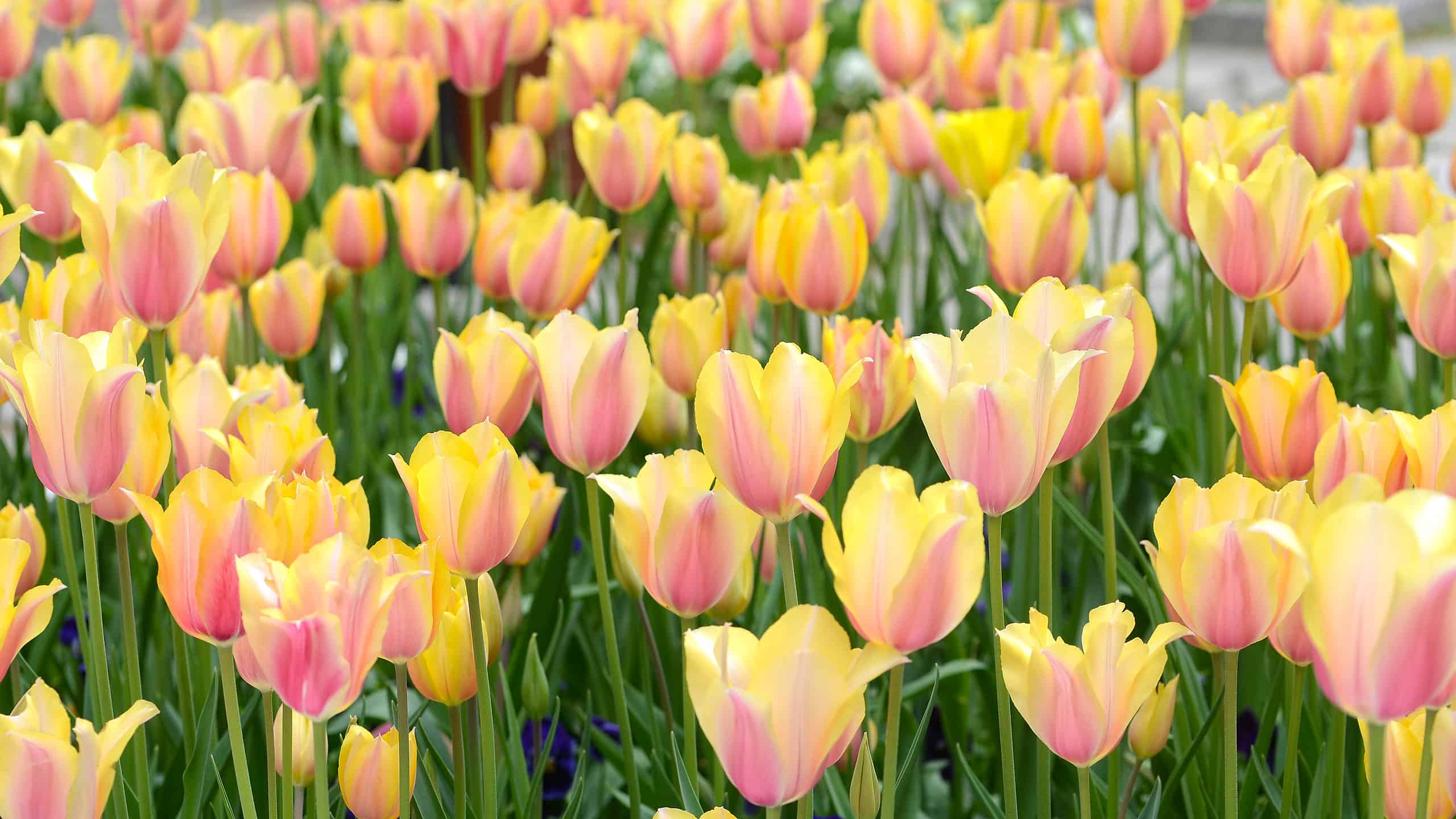 10 tulipani che fioriscono in Kansas