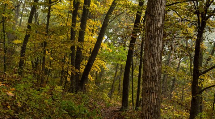Scopri la foresta più grande dell'Illinois (e ciò che vive al suo interno)

