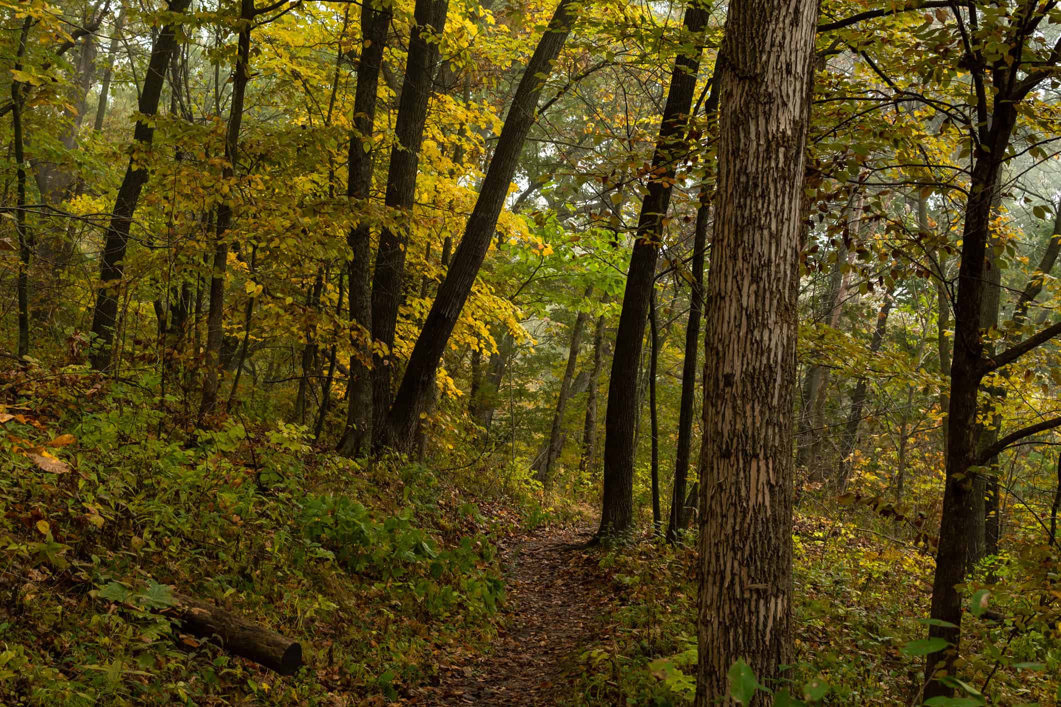 Scopri la foresta più grande dell'Illinois (e ciò che vive al suo interno)