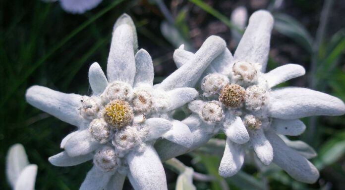 Scopri il fiore nazionale della Svizzera: la stella alpina
