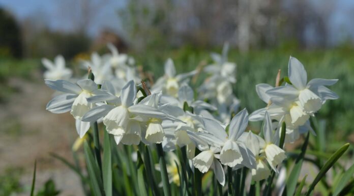 5 tipi di narcisi Triandrus
