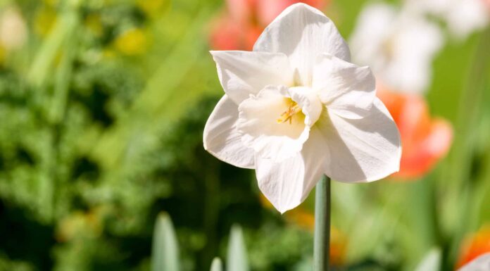 10 tipi di narcisi a tromba
