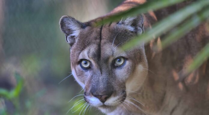 Popolazione animale in via di estinzione per stato

