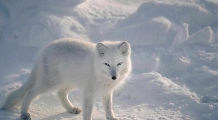 Incontra 10 animali che vivono nella tundra
