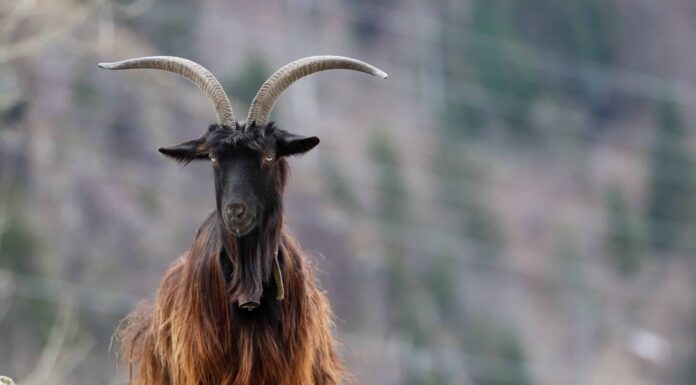 Anno della capra: significato e anni dello zodiaco cinese
