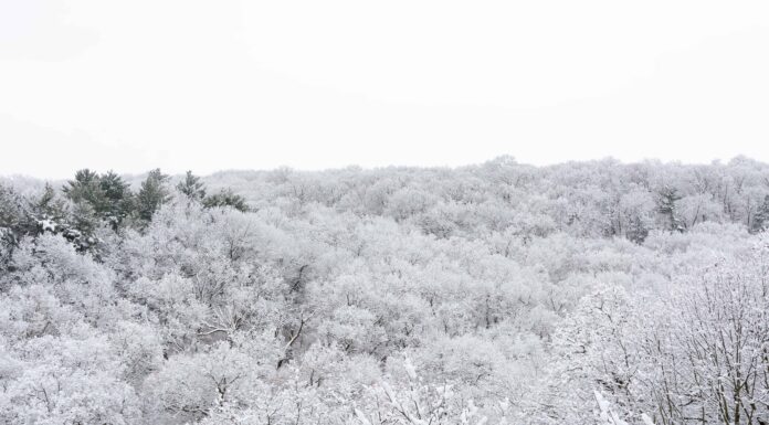 La temperatura più fredda mai registrata in Illinois ti farà venire i brividi
