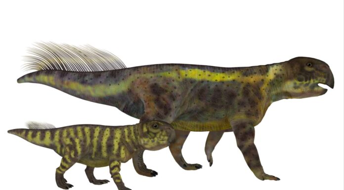 Incontra la "lucertola pappagallo" alta 2 piedi di 100 milioni di anni fa
