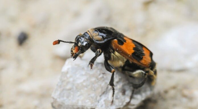 Scarabeo delle carogne

