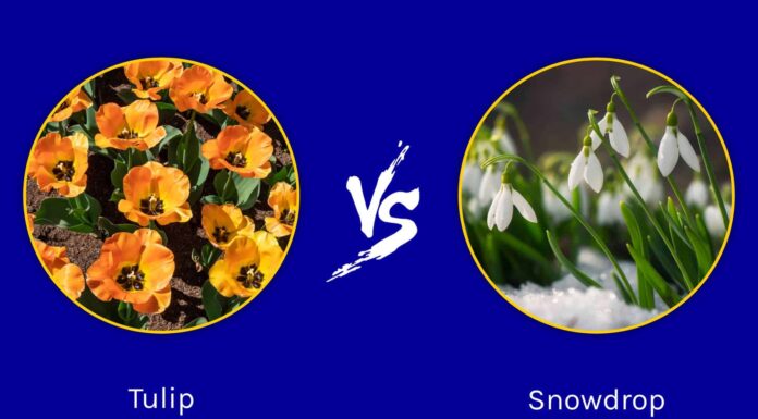 Tulipani contro bucaneve: primavera contro fiori invernali
