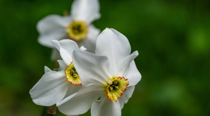3 straordinari tipi di narcisi Poeticus
