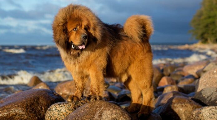 7 tipi di razze di cani più popolari in India
