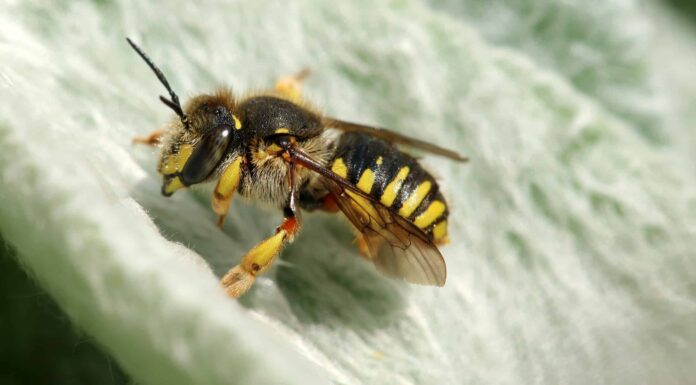 Ape cardatrice di lana
