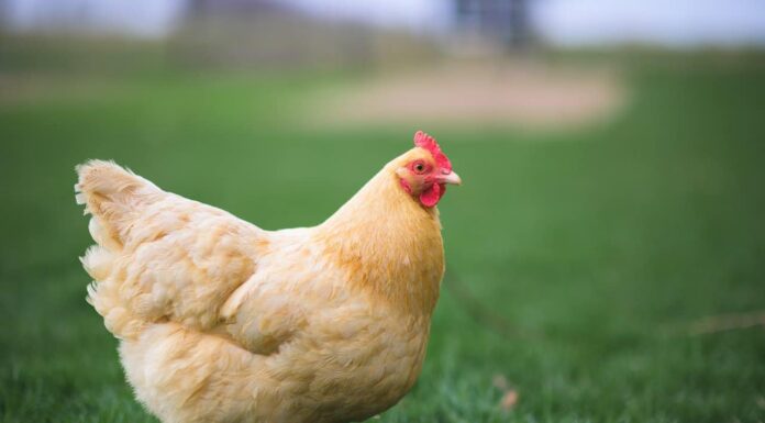 Buff Orpington Pollo

