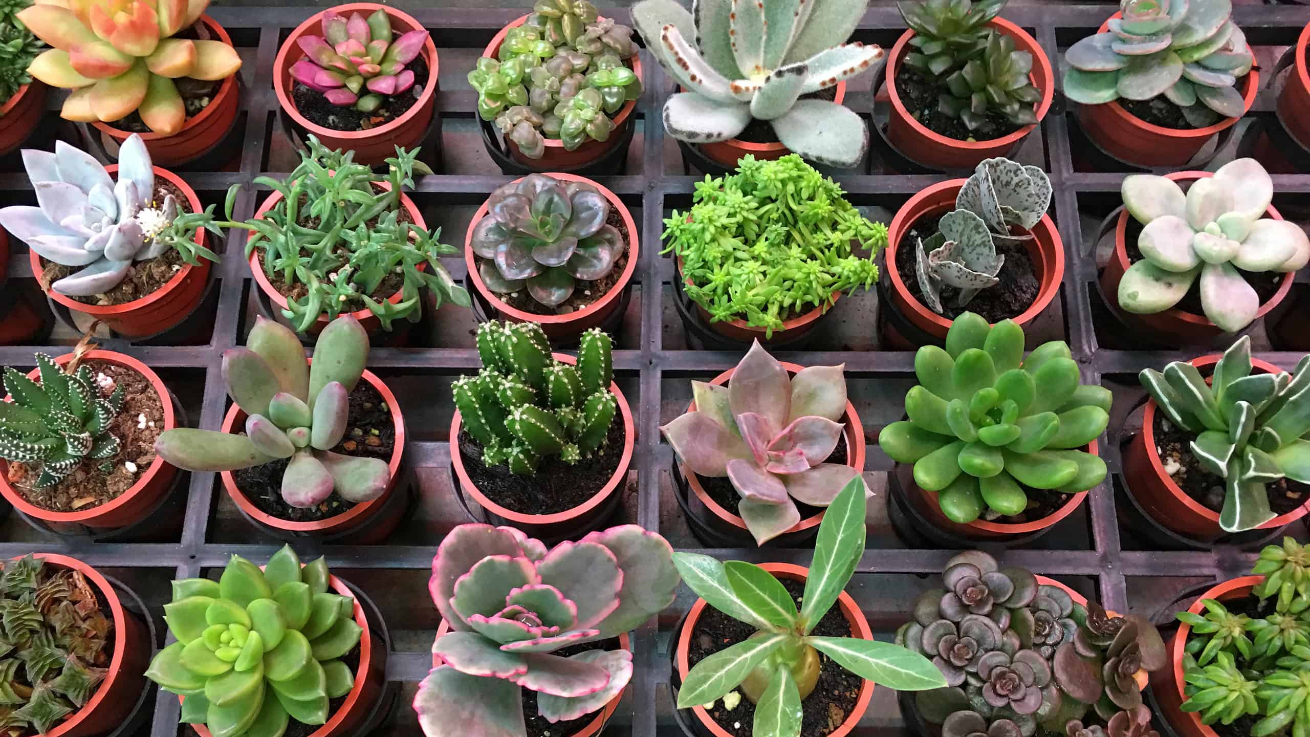 Come fertilizzare le piante grasse per aiutarle a crescere e prosperare