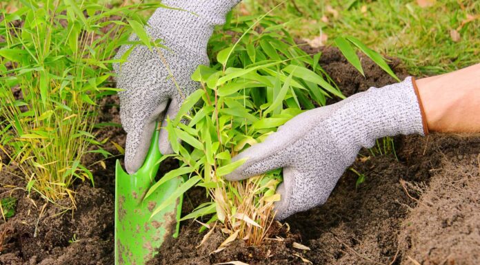 Come piantare bambù
