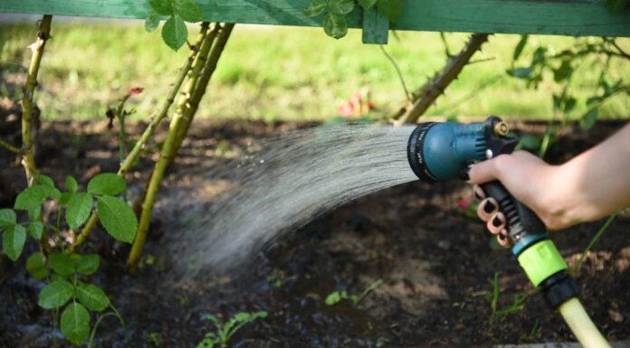 Cosa devono sapere i giardinieri del Mississippi questa primavera
