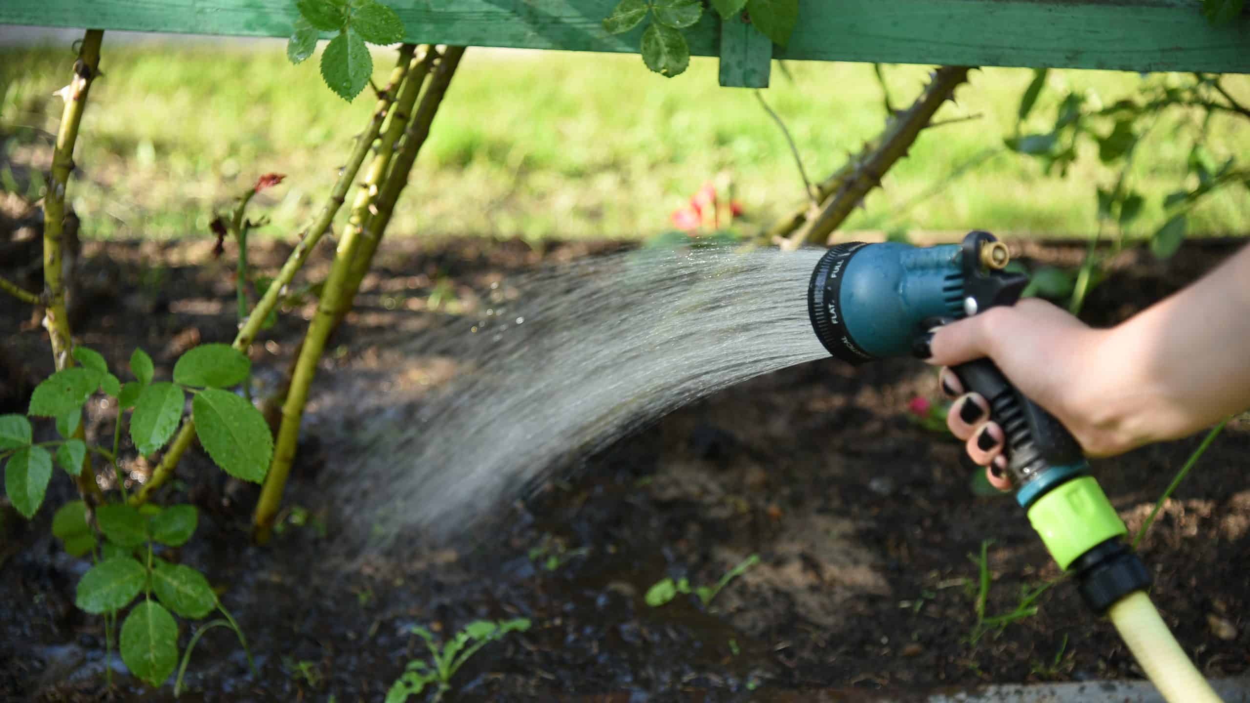 Cosa devono sapere i giardinieri del Mississippi questa primavera