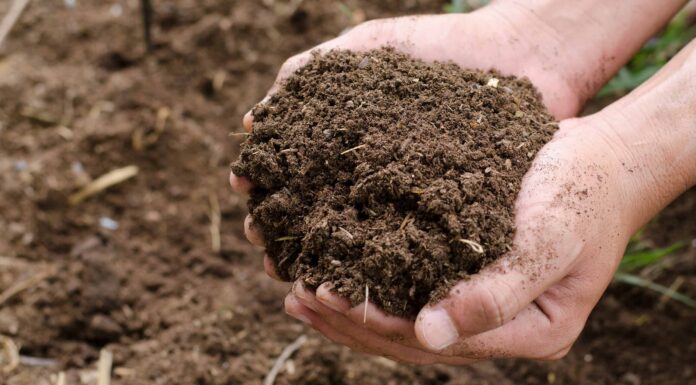 Cosa devono sapere i giardinieri del Wyoming questa primavera
