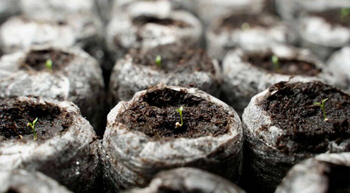 Cosa devono sapere i giardinieri di Washington questa primavera
