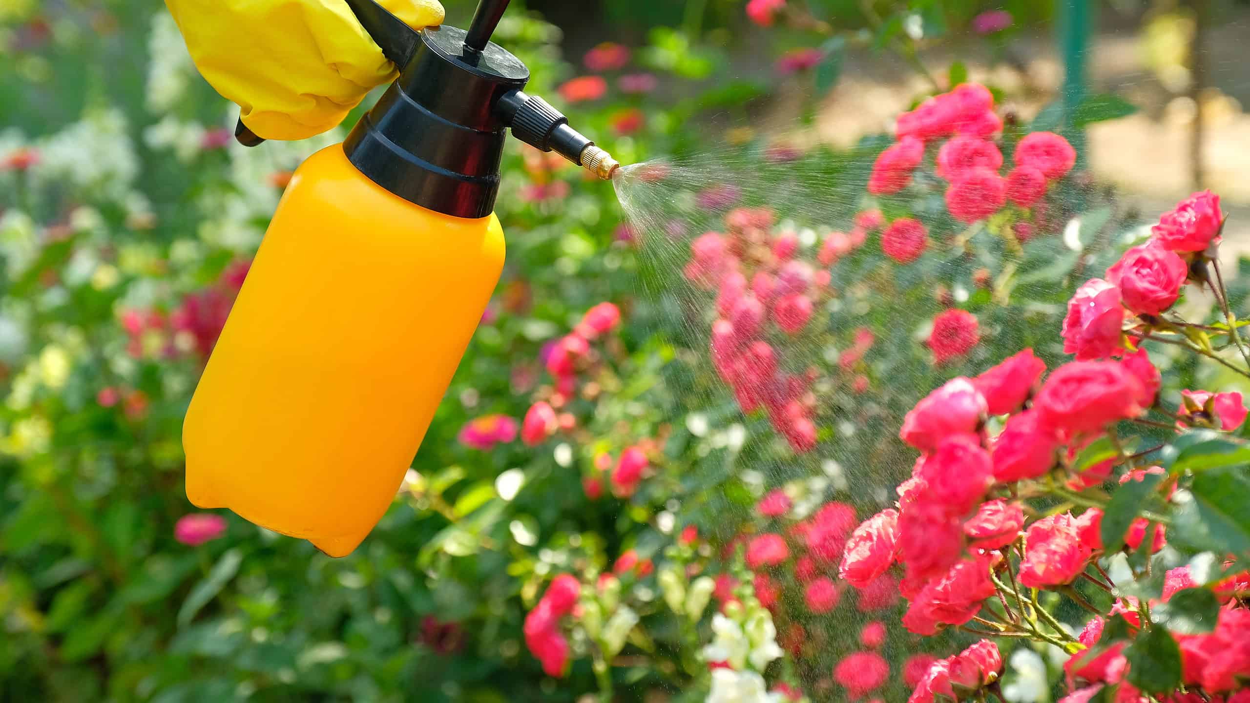 Cosa piantare a marzo: la guida completa