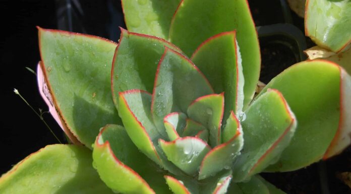 Cura succulenta in estate
