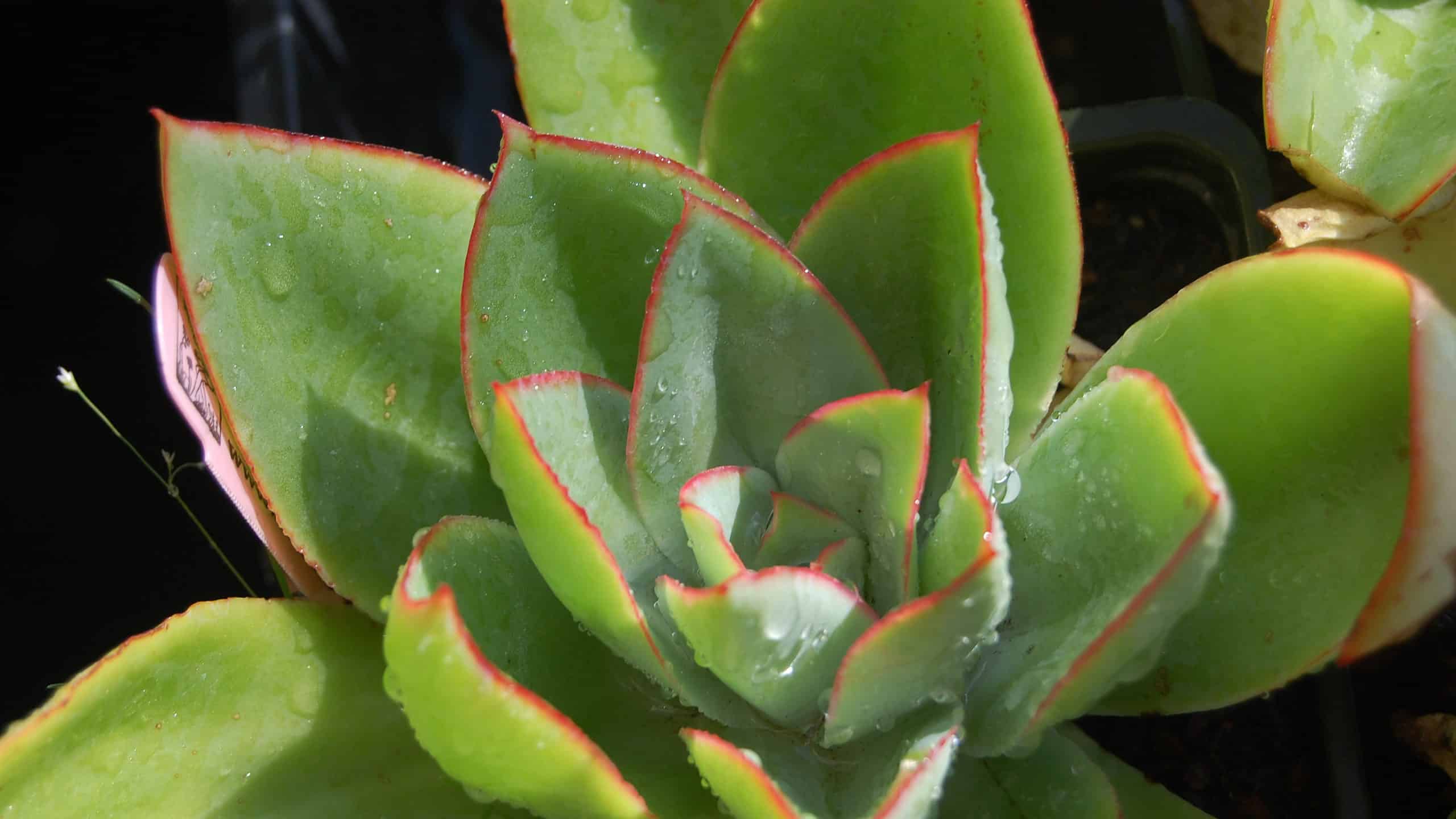 Cura succulenta in estate