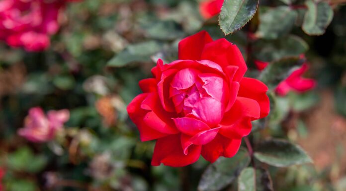 Doppie rose knockout contro rose knockout
