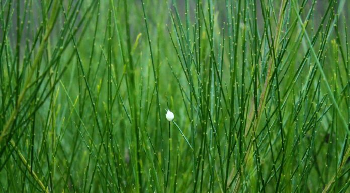 Erbacce che sembrano bambù
