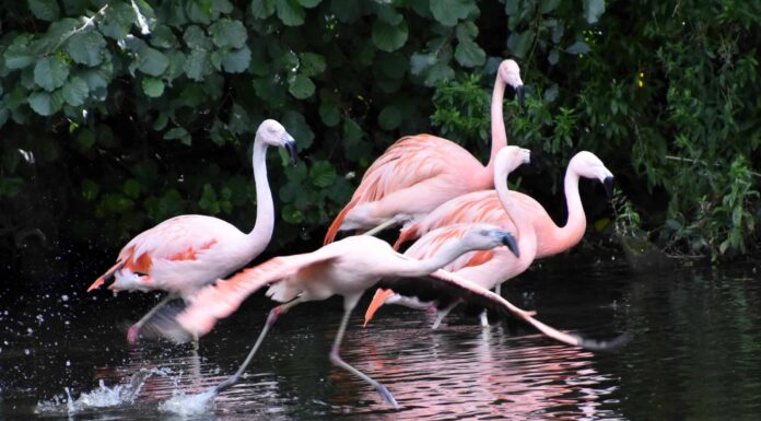 Fenicotteri in Florida: dove e quando puoi vederli
