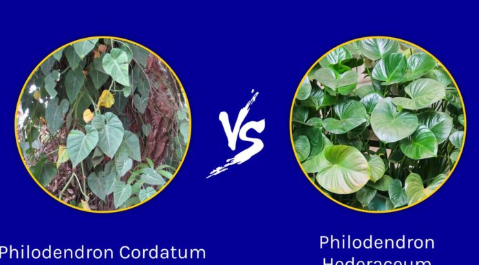  Filodendro cordato vs.  Edera
