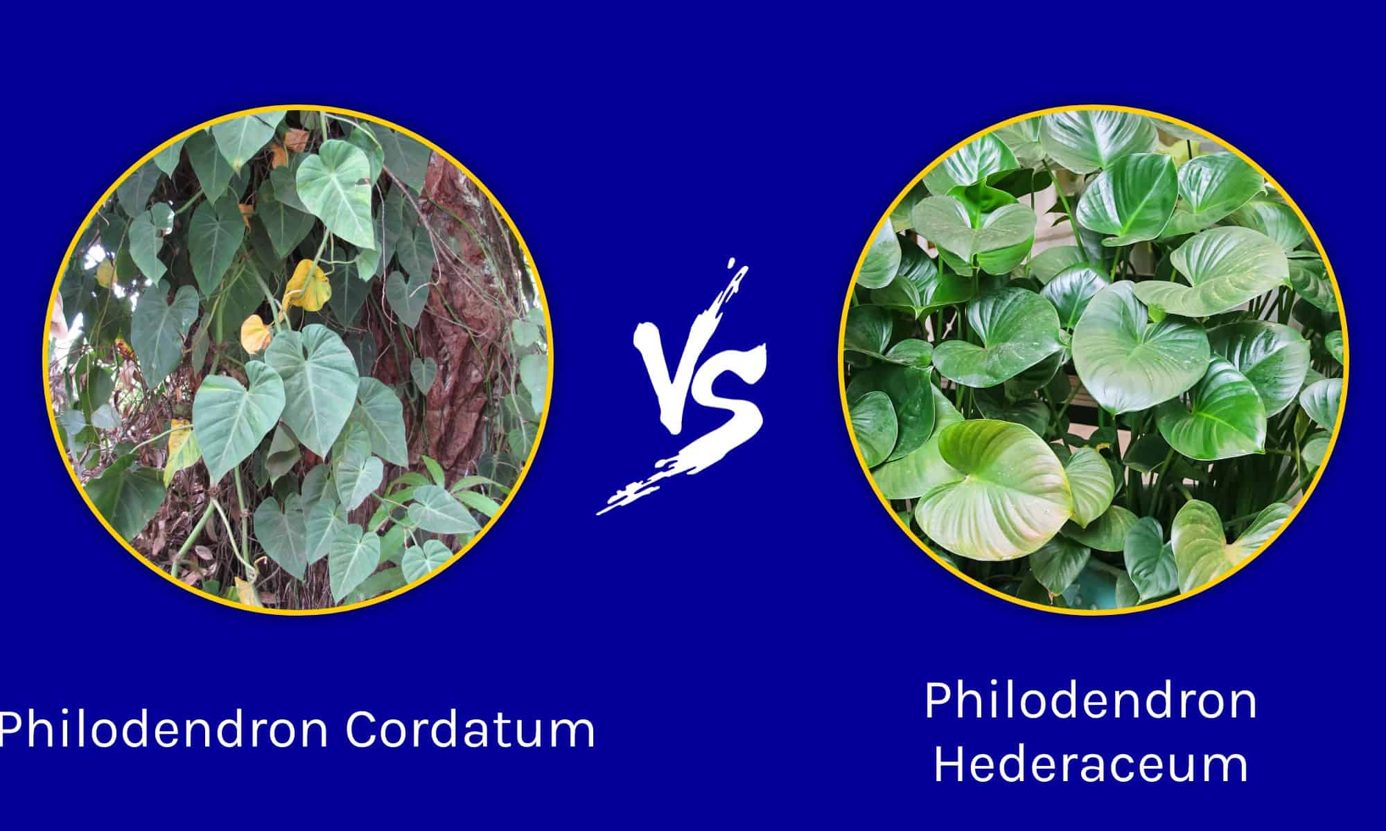 Filodendro cordato vs.  Edera