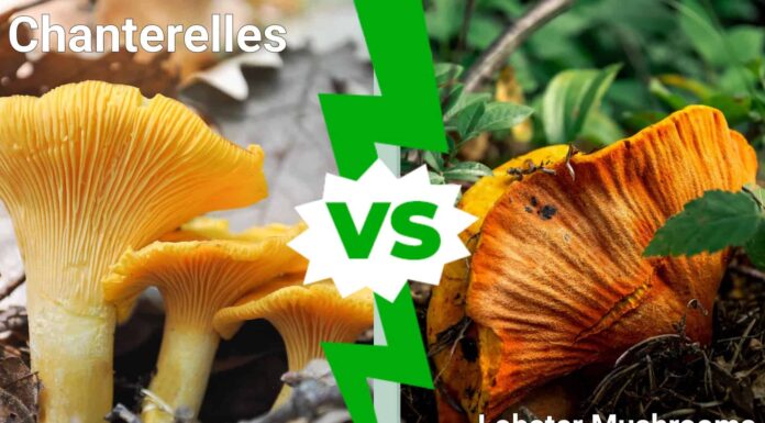 Finferli contro funghi di aragosta
