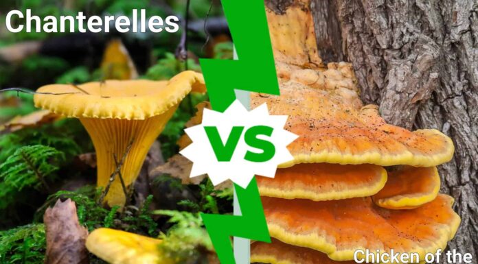 Finferli contro pollo dei boschi
