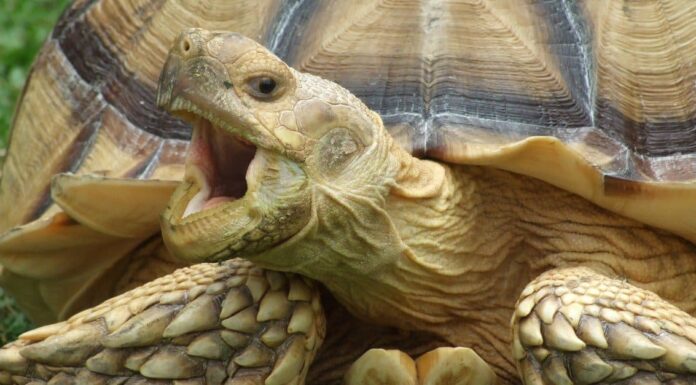  Gli erbivori sbadigliano?  È complicato
