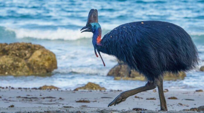 Gli uccelli sono dinosauri?
