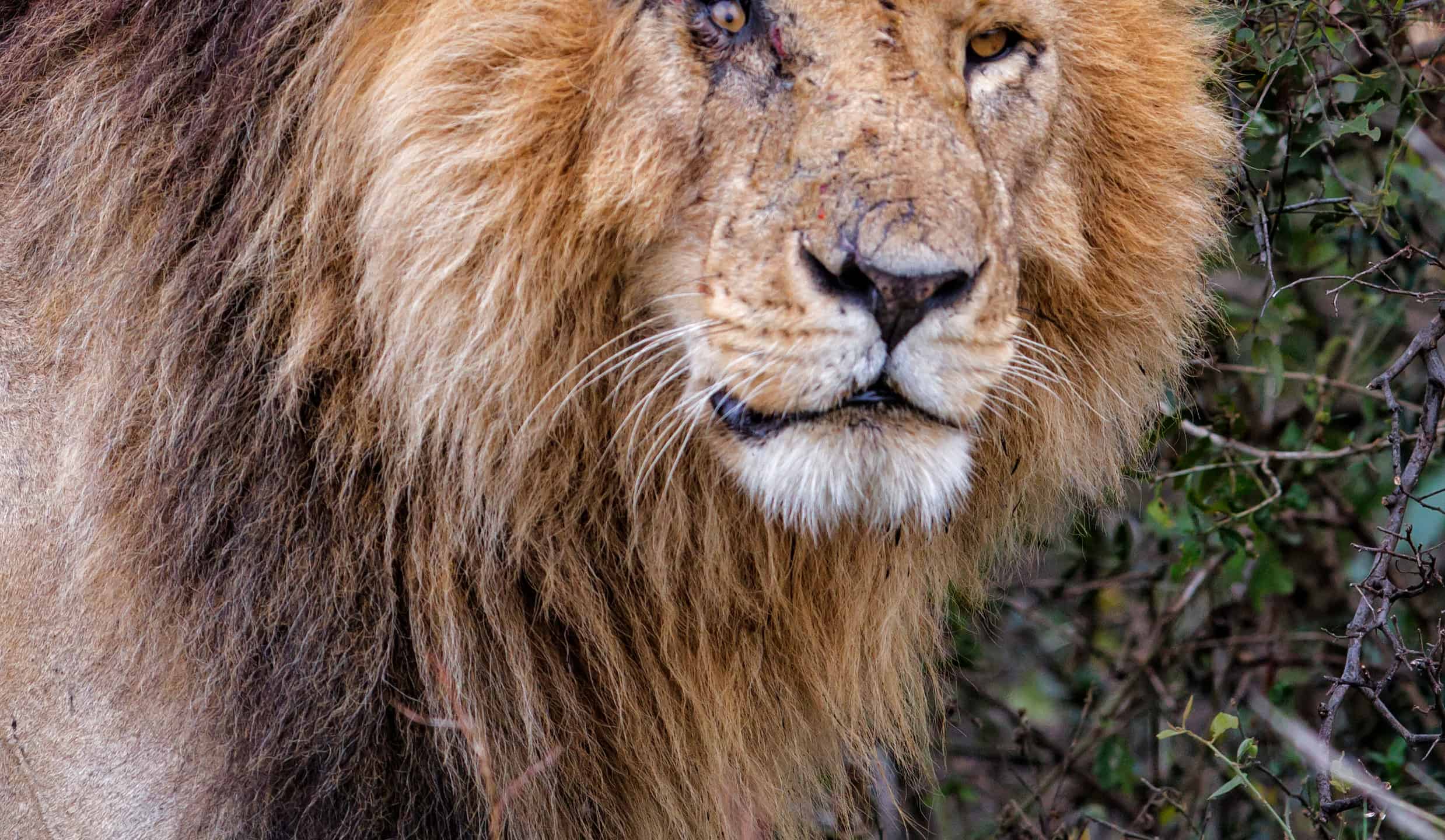 Guarda L'ultima battaglia di un vero re leone
