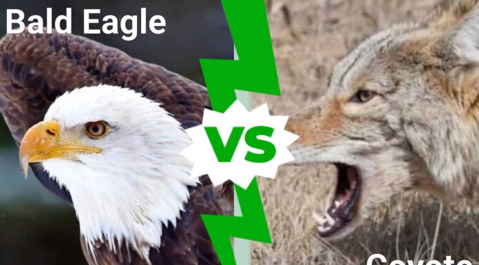 Guarda chi vince quando un'aquila calva e un coyote combattono per la stessa cena
