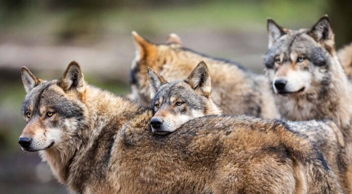 Guarda com'è stare in una capanna di vetro circondata da una foresta infestata da lupi
