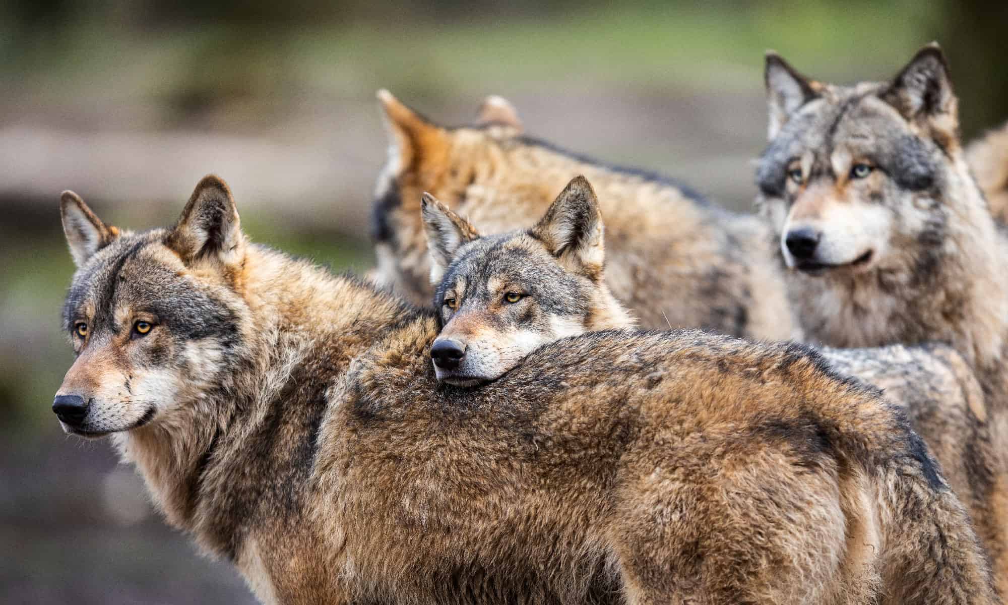 Guarda com'è stare in una capanna di vetro circondata da una foresta infestata da lupi