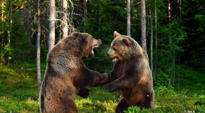 Guarda due enormi orsi grizzly trasformarsi in pugili professionisti e picchiarsi a vicenda
