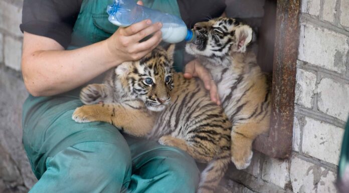 Guarda il panico di un quartiere del Texas quando scoprono una tigre che vaga per le loro strade
