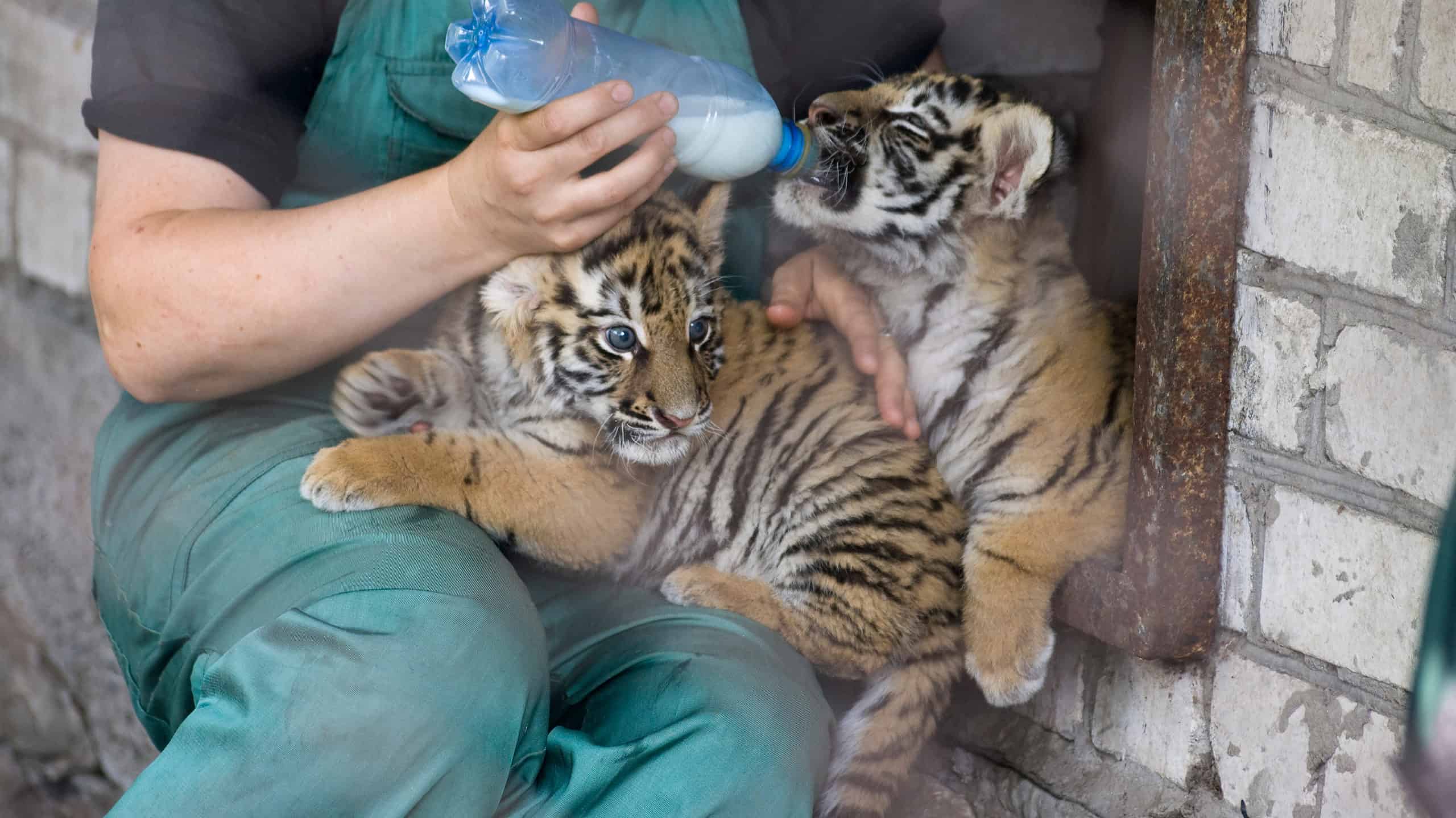 Guarda il panico di un quartiere del Texas quando scoprono una tigre che vaga per le loro strade