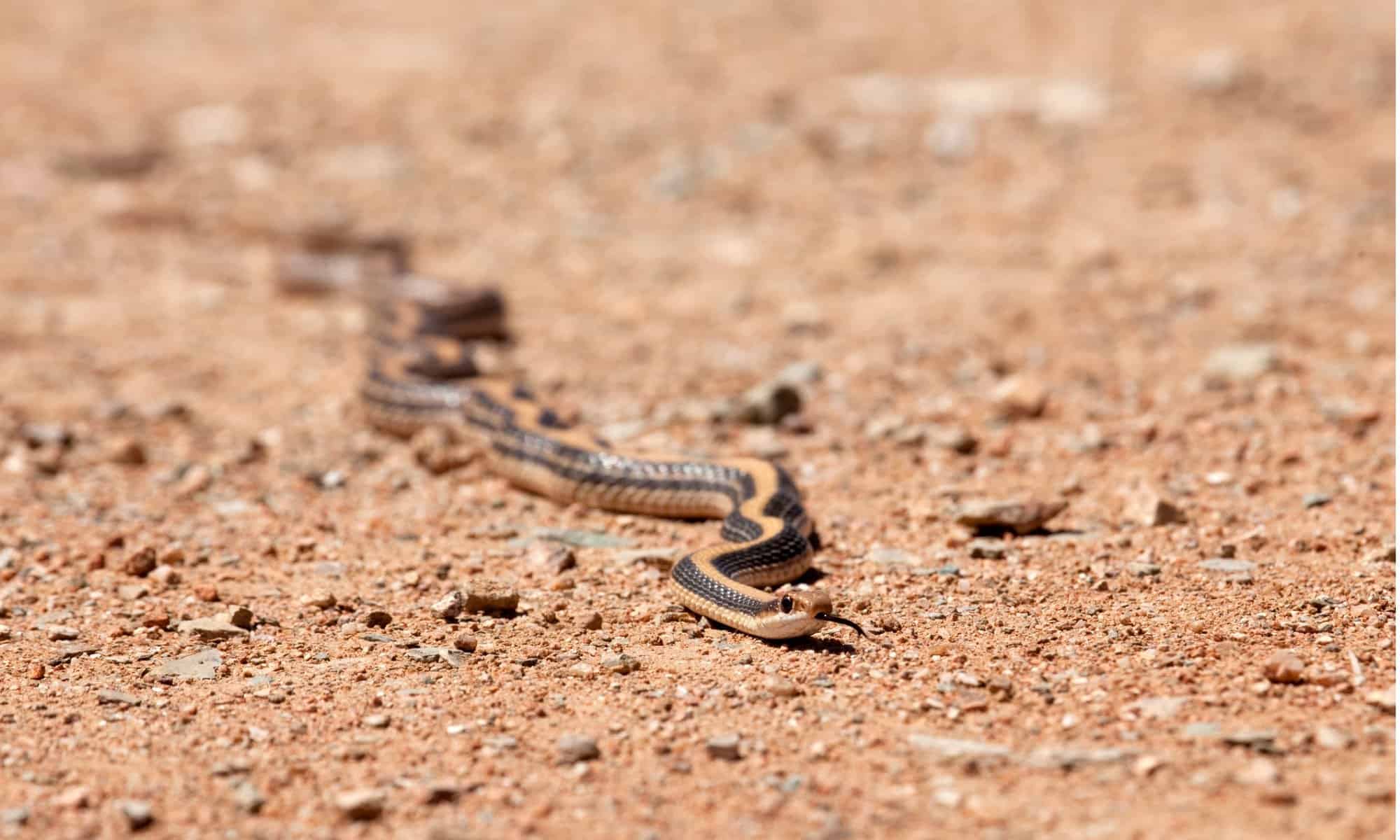 Guarda la reazione di quest'uomo quando un serpente selvatico striscia nel suo soggiorno