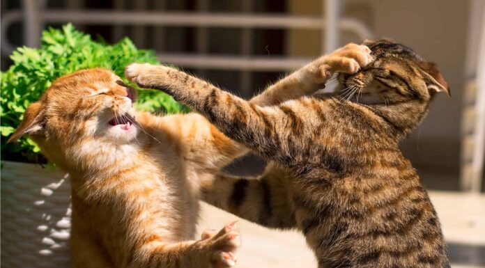 Guarda le 2 battaglie animali più incredibili oggi
