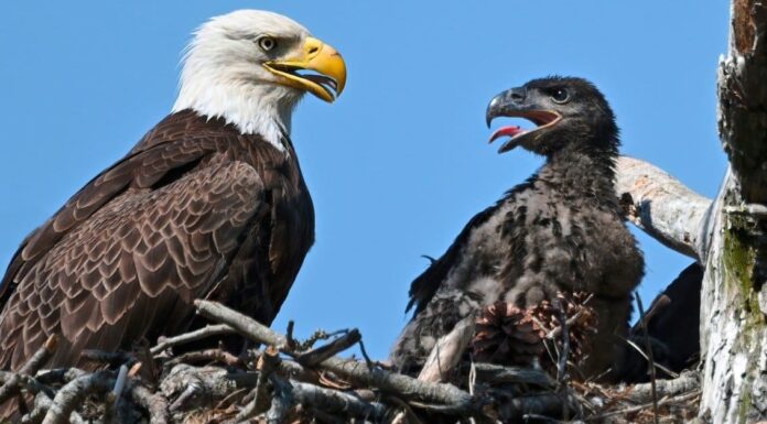 Guarda questa aquila calva diventare un kamikaze e lanciarsi contro un enorme orso grizzly
